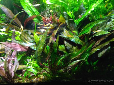 Опознание аквариумных растений - моя нури и фламинго.jpg