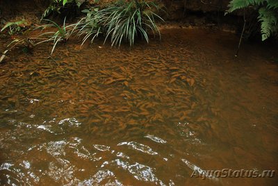 Фото Криптокорина Нура Cryptokoryne nurii  (photo#100546)