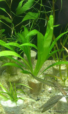 Опознание аквариумных растений - uqyzowLxl9c.jpg