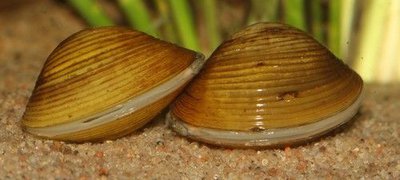 Фото Улитка корбикула или шаровка яванская Corbicula javanicus  (photo#101280)