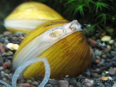 Фото Улитка корбикула или шаровка яванская Corbicula javanicus  (photo#101281)