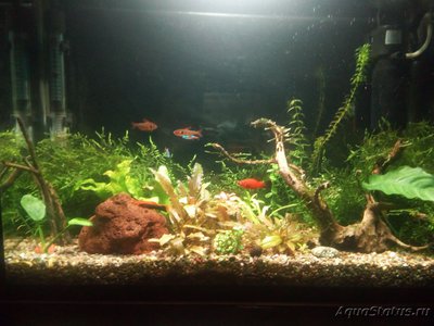Мой аквариум 35 литров (Tetrancistrus)