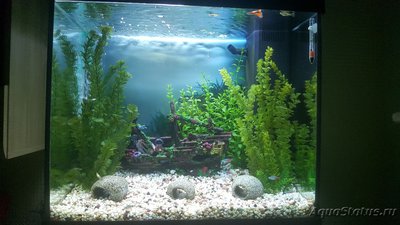 Мой аквариум JUWEL LIDO 120l LED (Натулька) 