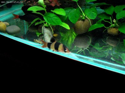 Мой аквариум Боцарий 280 литров bosmat  - DSC04296.jpg