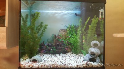 Фото Мой аквариум JUWEL LIDO 120l LED Натулька  (photo#102504)