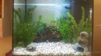 Мой аквариум JUWEL LIDO 120l LED (Натулька) 