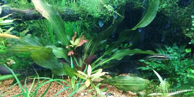 Опознание аквариумных растений - IMG_20180905_174135.jpg