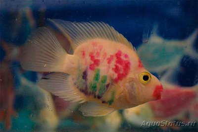 Помогите опознать рыбку опознание рыб  - Red-Parrot-tattoo.jpg