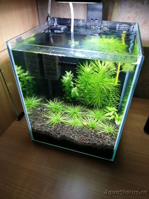 AquaEl Shrimp Set Smart - дом для Рэдфайеров 20 литров Doctor_Zig  - IMG_20181104_210838.jpg