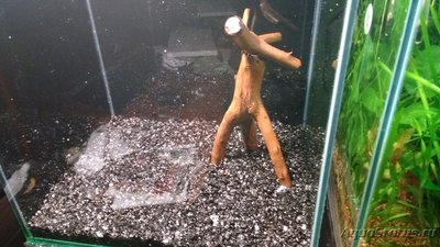 Фото Мой аквариум, чуть поменьше (photo#106372)
