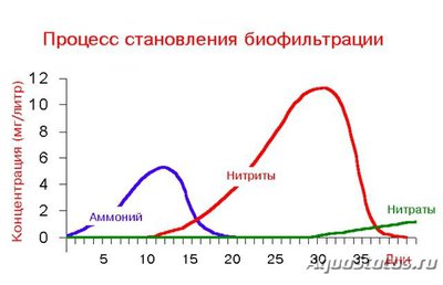 Почему не растут или плохо растут растения в аквариуме?