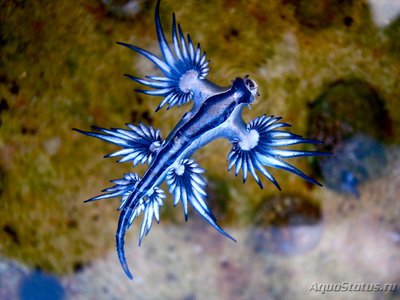 Фото Голожаберный моллюск Glaucus atlanticus  (photo#107353)