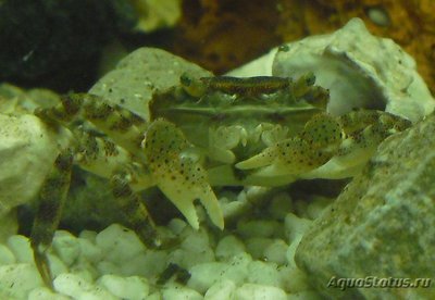 Фото Краб Азиатский-прибрежный Hemigrapsus sanguineus  (photo#107466)