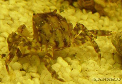 Фото Краб Азиатский-прибрежный Hemigrapsus sanguineus  (photo#107467)