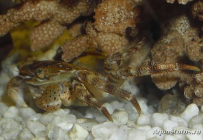 Фото Краб Азиатский-прибрежный Hemigrapsus sanguineus  (photo#107468)