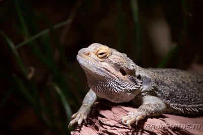 Фото Бартагама серо-коричневая Amphibolurus barbatus  (photo#107481)