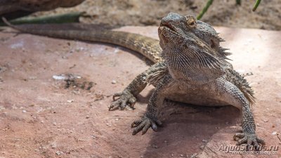 Фото Бартагама серо-коричневая Amphibolurus barbatus  (photo#107482)