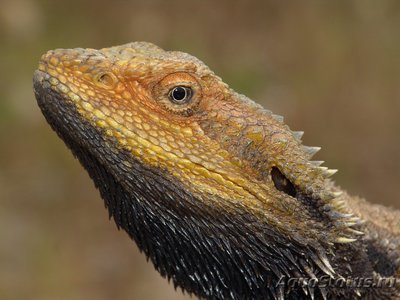 Фото Бартагама серо-коричневая Amphibolurus barbatus  (photo#107483)