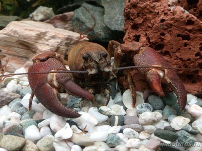 Фото Рак сигнальный Американский Расifastacus leniusculus  (photo#107531)