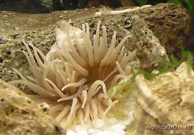 Фото Актиния зелёная Адриатическая Actinia equina  (photo#107534)