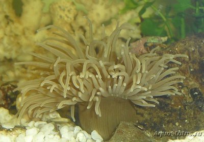 Фото Актиния зелёная Адриатическая Actinia equina  (photo#107535)