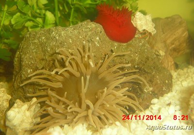 Фото Актиния зелёная Адриатическая Actinia equina  (photo#107537)