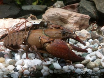 Фото Рак сигнальный Американский Расifastacus leniusculus  (photo#107556)