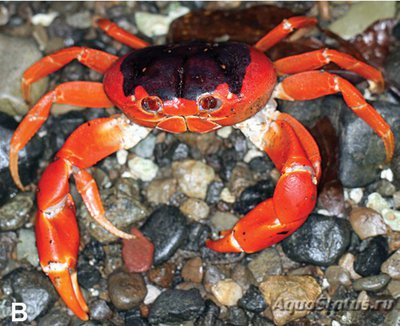 Фото Краб Хэллоуин Gecarcinus ruricola  (photo#107582)