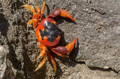 Фото Краб Хэллоуин Gecarcinus ruricola  (photo#107583)