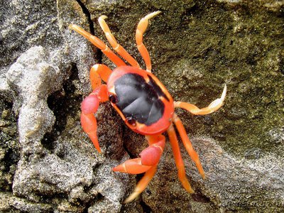 Фото Краб Хэллоуин Gecarcinus ruricola  (photo#107585)