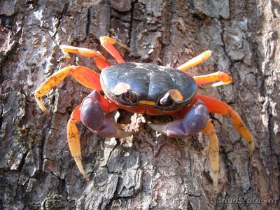 Фото Краб Хэллоуин Gecarcinus ruricola  (photo#107586)