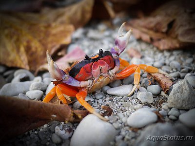 Фото Краб Хэллоуин Gecarcinus ruricola  (photo#107587)