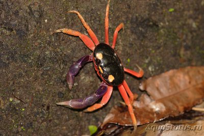 Фото Краб Хэллоуин Gecarcinus ruricola  (photo#107588)