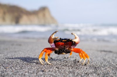 Фото Краб Хэллоуин Gecarcinus ruricola  (photo#107589)