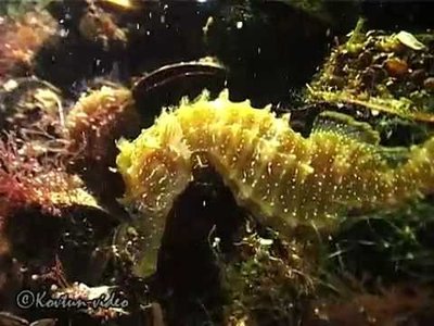 Конёк морской Черноморский (Hippocampus guttulatus microstephanus )