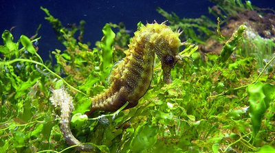 Фото Конёк морской Черноморский Hippocampus guttulatus microstephanus  (photo#107606)