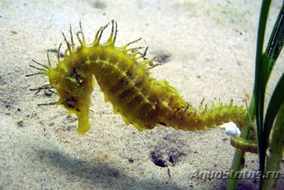 Фото Конёк морской Черноморский Hippocampus guttulatus microstephanus  (photo#107607)