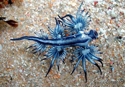 Фото Голожаберный моллюск Glaucus atlanticus  (photo#107722)