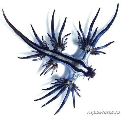 Фото Голожаберный моллюск Glaucus atlanticus  (photo#107723)