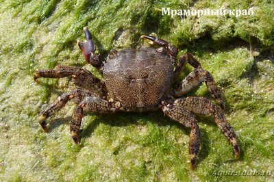 Фото Краб Мраморный Pachygrapsus marmoratus  (photo#107748)