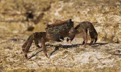 Фото Краб Мраморный Pachygrapsus marmoratus  (photo#107754)