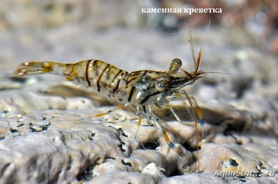 Фото Каменная креветка , или стройный Палемон Palaemon elegans  (photo#107771)