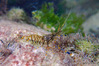 Фото Каменная креветка , или стройный Палемон Palaemon elegans  (photo#107776)