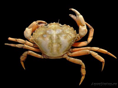 Фото Краб Европейский зелёный Carcinus maenas  (photo#107809)