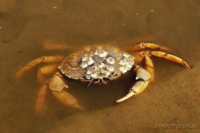 Фото Краб Европейский зелёный Carcinus maenas  (photo#107810)