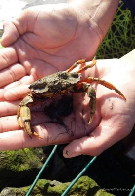 Фото Краб Европейский зелёный Carcinus maenas  (photo#107814)