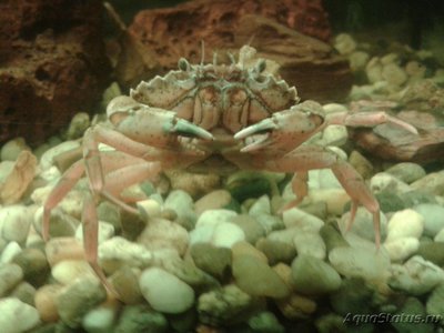 Фото Краб Европейский зелёный Carcinus maenas  (photo#107817)