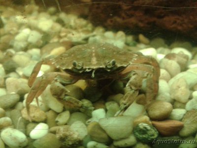 Фото Краб Европейский зелёный Carcinus maenas  (photo#107821)