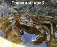 Фото Краб травяной Carcinus aestuarii  (photo#107896)