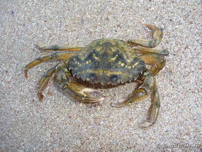 Фото Краб травяной Carcinus aestuarii  (photo#107897)